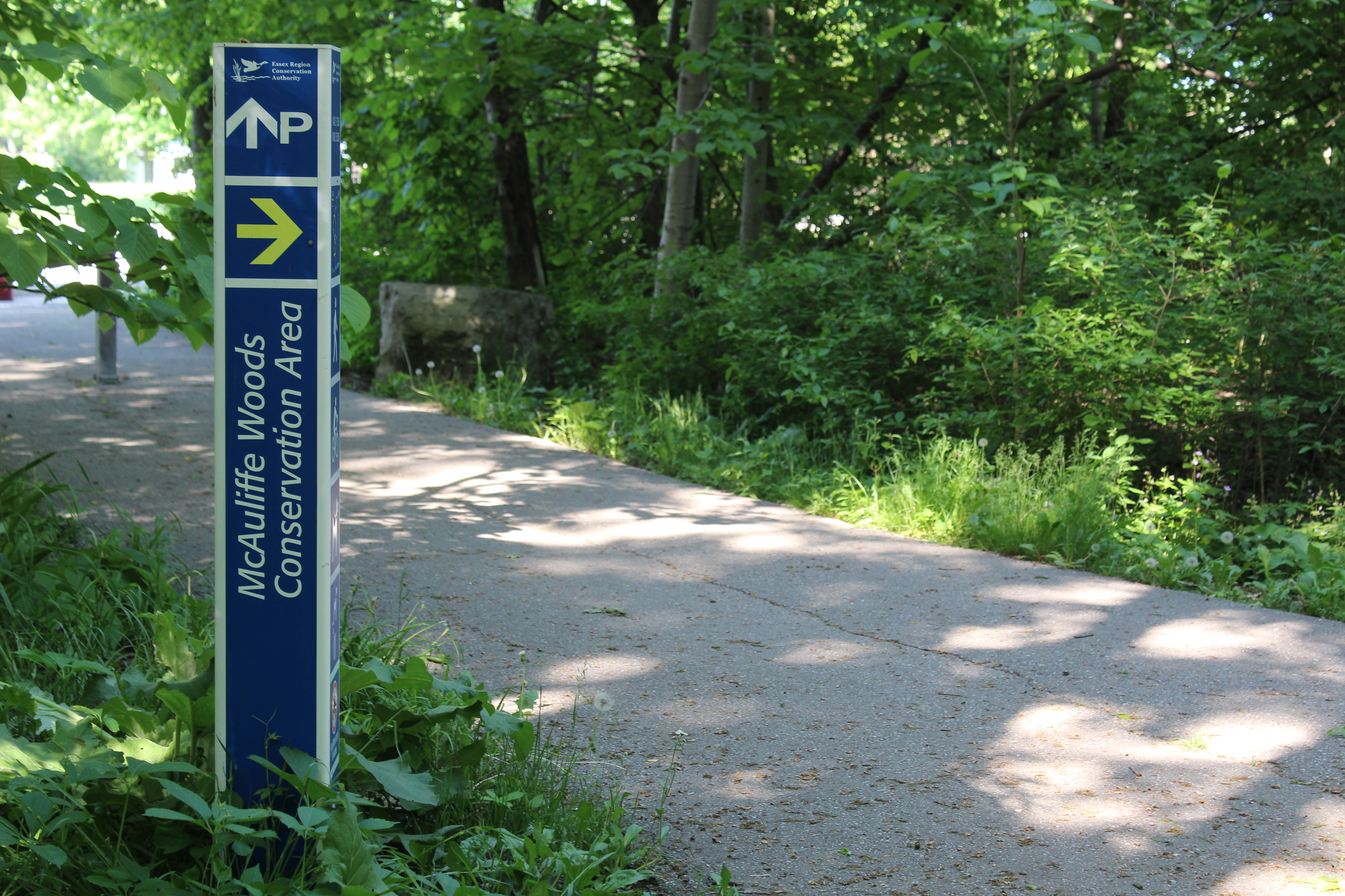 mcauliffe woods path