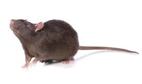 Rat