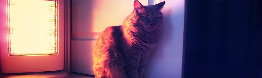 cat sitting in front of heater