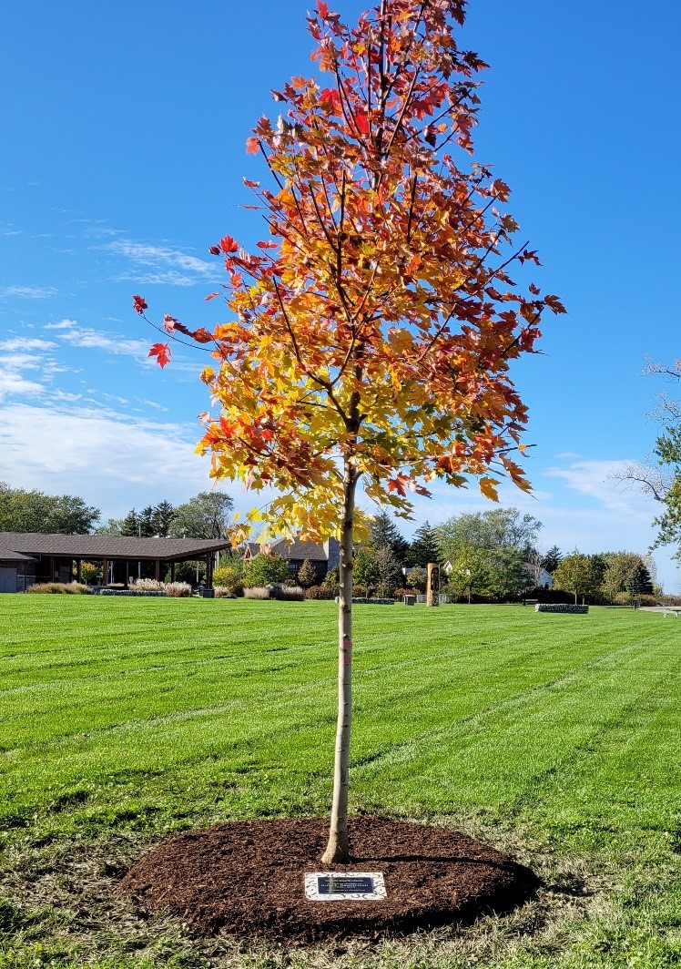 Image of tree with plaque